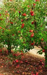 کود گیاهی و محرک رشد ارگانیک