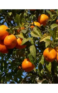 خریدار عمده انواع میوه تسویه نقدی نارنگی،انارسیب،و