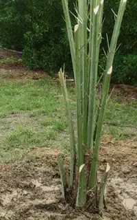 پاجوش نخل برحی ابادان شرطی اصل موجود است