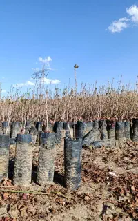 بیژه پسته امید مهریز