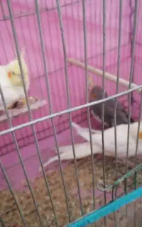 طوطی عروس هلندی