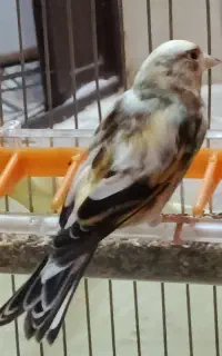 سهره قناری ابلق