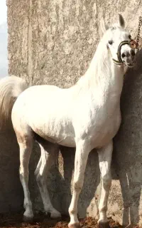اسب عرب
