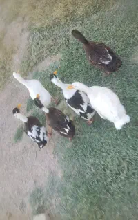 اردک بزرگ