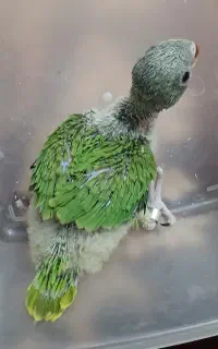 جوجه ملنگو
