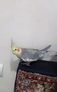 گمشده