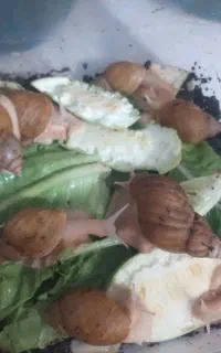 حلزون تخمگذار
