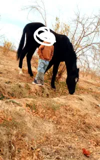 اسب دره شور