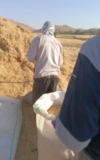 خوراک دام