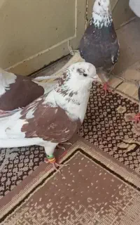 نر دوکت اصل