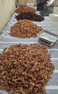 زردالو و الو درجه یک