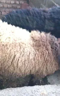 شیر گاو و گوسفند نر