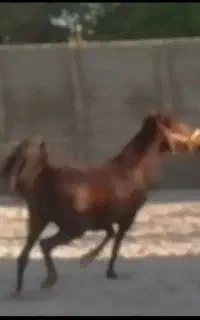اسب مادیان  اصیل  شکم اول ۶ساله
