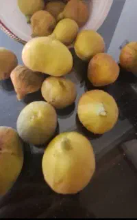 انجیر