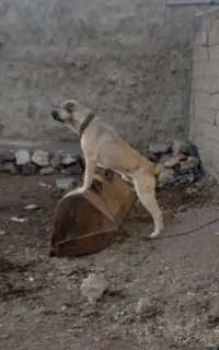 واگذاری توله سراب افغان
