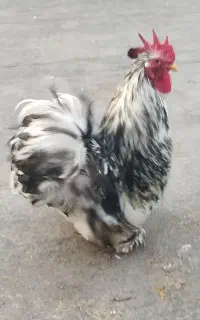 خروس کوشین خوش رنگ