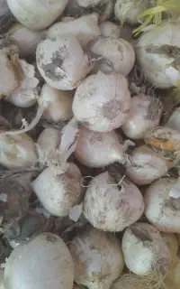 موسیر کوهی