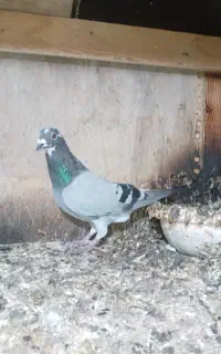 دوبر بالا و ککیلی