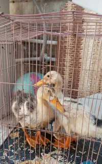اردک
