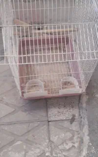 قفس پرنده