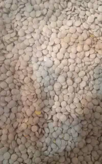 عدس اعلا  خوشمزه و خوش،پخت