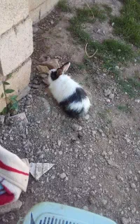 خرگوش‌