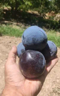 باغبانی