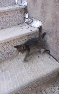 واگذاری بچه گربه بازی گوشه دست اموز