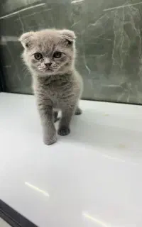 گربه اسکاتیش فولد و آنفولد ۲ ماهه