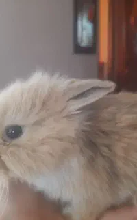 خرگوش