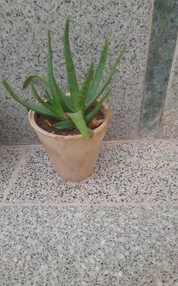 گل الویه را