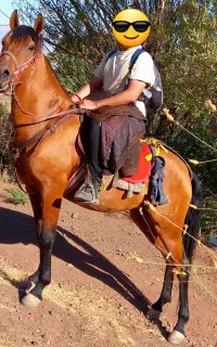 اسب مادیان ۶ساله