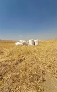 کاه گندم