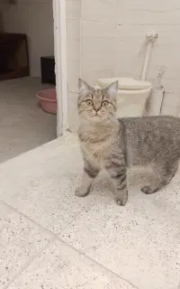 گربه نژاد جین چیلا