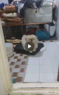 سگ پکینیز تبتی موبلند