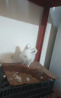 پرنده