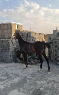 اسب یکسر عرب جوان زیبا