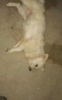 سگ پاکوتاه وشمالو