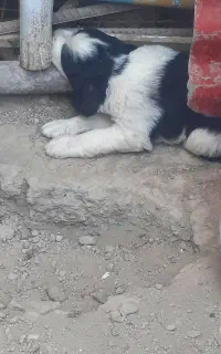 توله سگ قهدریجانی