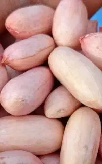 ۲۰۰کیلو بذر بادام زمینی آماده برای کاشت