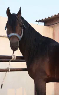 یک راس اسب عربی ایرانی ا