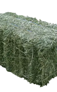 خرید وفروش یونجه درجه یک