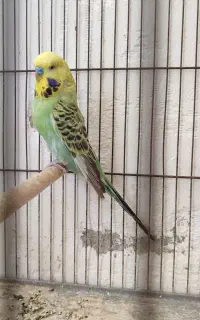 مرغ عشق انگلیسی و زرد چشم شرابی