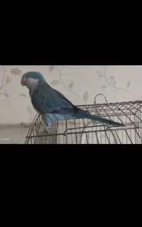 راهب بالغ و سخنگو