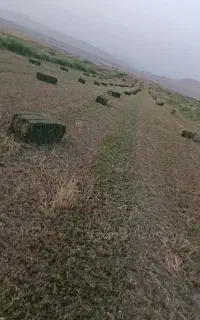 یونجه بغدادی