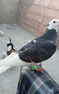 مجسمه کفتر حتما اگهی بخان