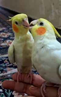 عروس هلندی