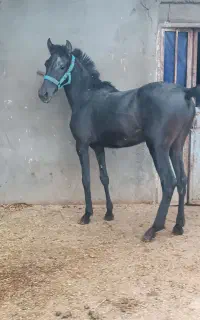 اسب مشکی