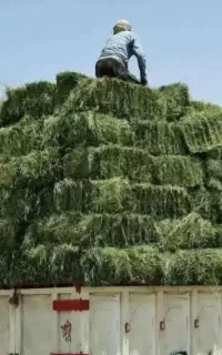 فروش بیده  پرس درجه ۱بردسیر