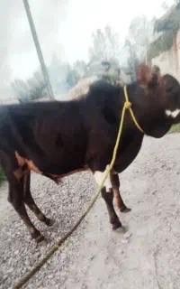 ورزاکوله ییلاقی ،
